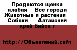 Продаются щенки алабая  - Все города Животные и растения » Собаки   . Алтайский край,Бийск г.